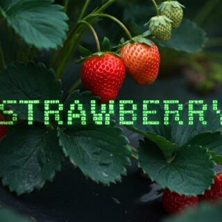 Erdbeeren mit Schriftzug Strawberry