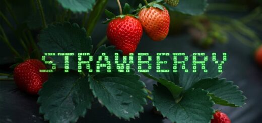 Erdbeeren mit Schriftzug Strawberry