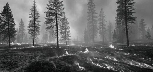 Ein heftiger Waldbrand wütet durch eine trockene Landschaft in Kalifornien. Hohe Flammen und dichter Rauch steigen von den Bäumen auf, während der Feuerball durch das Unterholz rast.