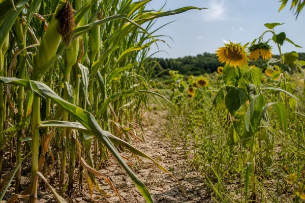 Mais und Sonnenblumen unter Hitzestress: Europas Ernteprognosen sinken
