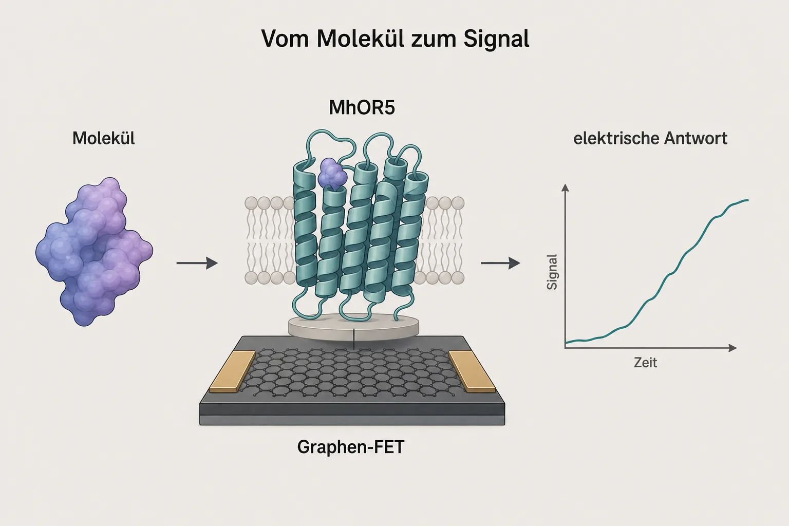 Schematische Grafik zeigt ein Molekül, den Rezeptor MhOR5, einen Graphen-Feldeffekttransistor und eine elektrische Antwort.