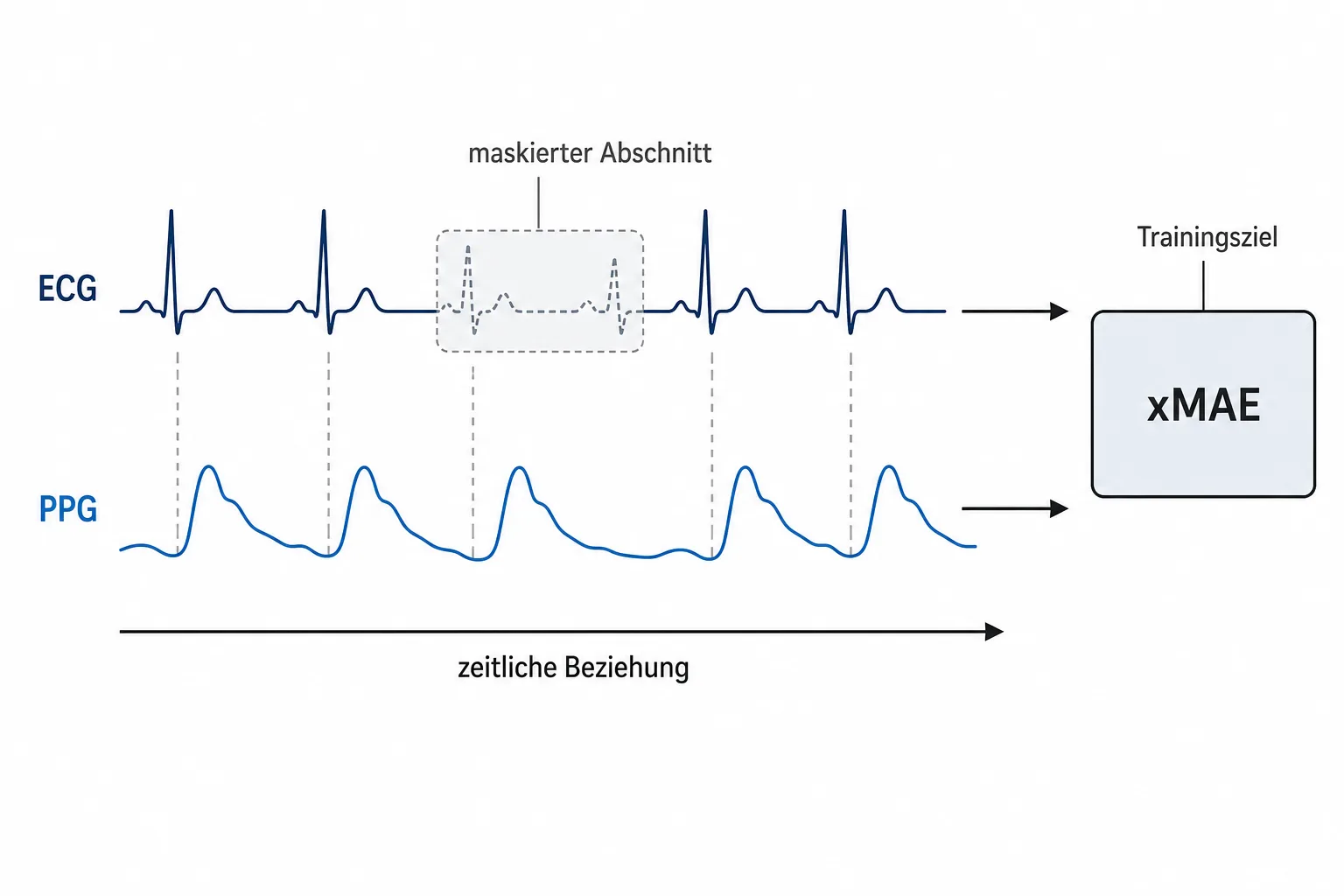 Erklärdiagramm mit zwei zeitlich versetzten Signalspuren für ECG und PPG und einem markierten Trainingsabschnitt