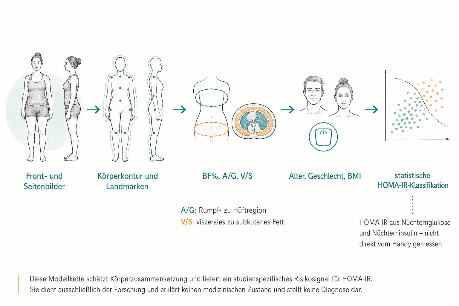 Originalgrafik zeigt den Weg von Front- und Seitenbildern über Körpermerkmale und Demografie zur HOMA-IR-Klassifikation