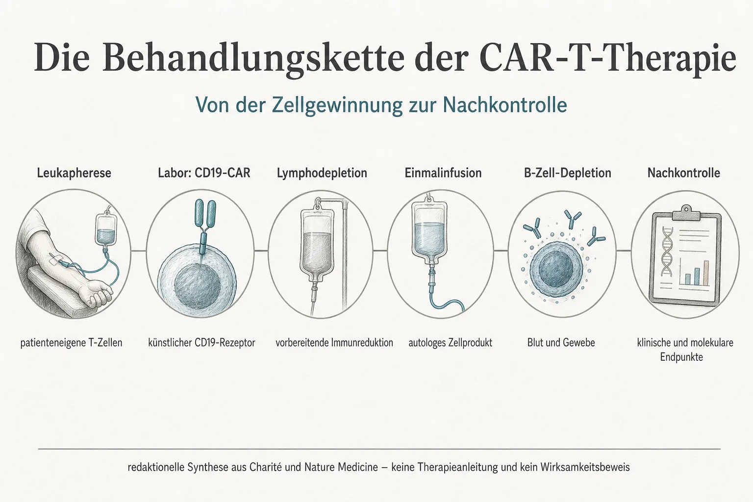 Originalgrafik verbindet Leukapherese, Labor mit CD19-CAR, Lymphodepletion, Einmalinfusion, B-Zell-Depletion und Nachkontrolle.