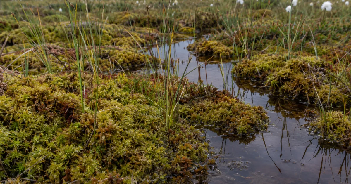 Warum hohe Wasserstände Moore bei Wärme vor CO2-Verlust schützen