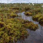 Warum hohe Wasserstände Moore bei Wärme vor CO2-Verlust schützen