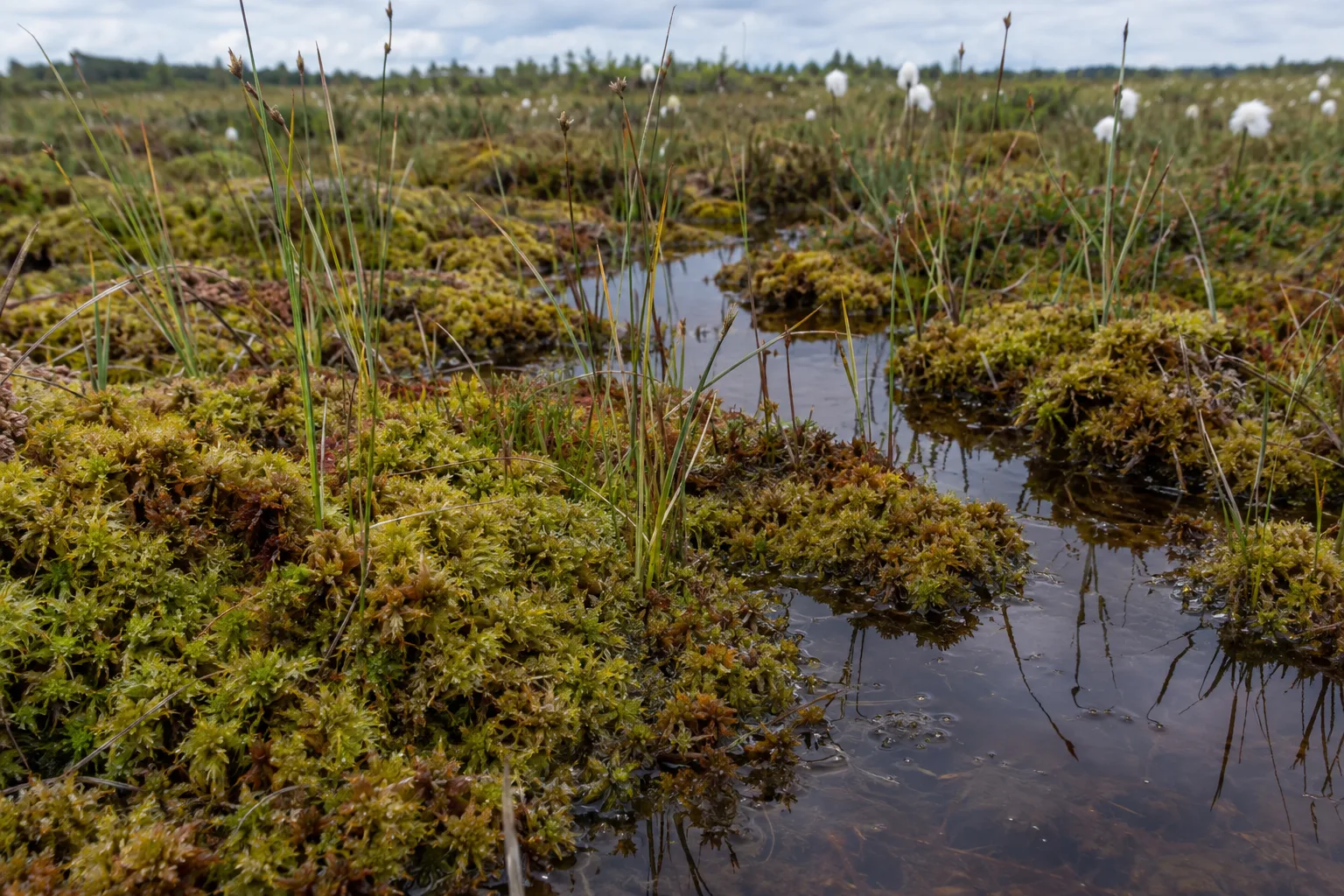 Torfmoospolster und einzelne Seggenhalme neben flachen dunklen Wasserstellen in einem nassen Moor.