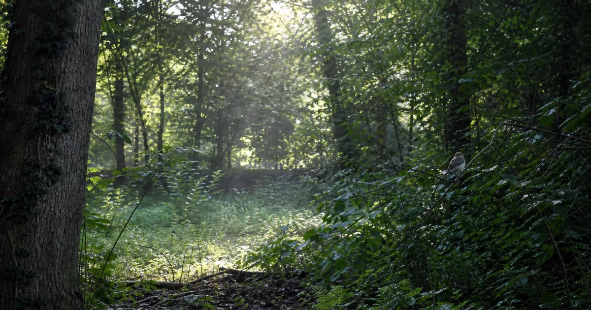 Nature-Studie: Wald zählt für Vögel am warmen Rand besonders