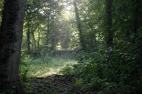 Nature-Studie: Wald zählt für Vögel am warmen Rand besonders