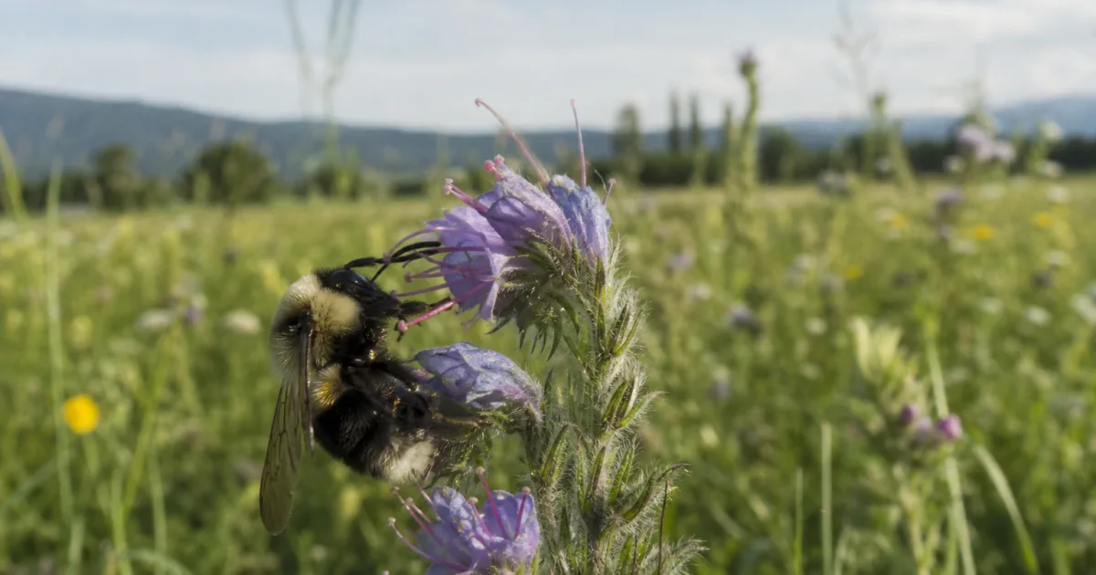 Nature-Studie: Europas Hummeln verlieren fünf Prozent Habitat-Eignung