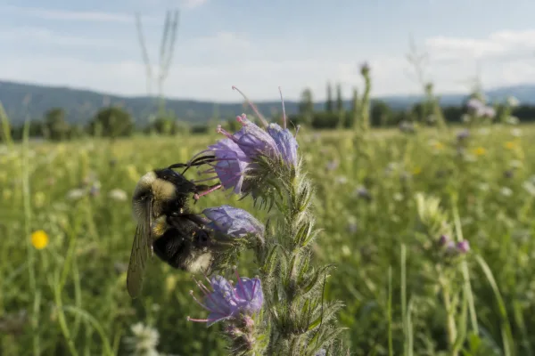 Nature-Studie: Europas Hummeln verlieren fünf Prozent Habitat-Eignung