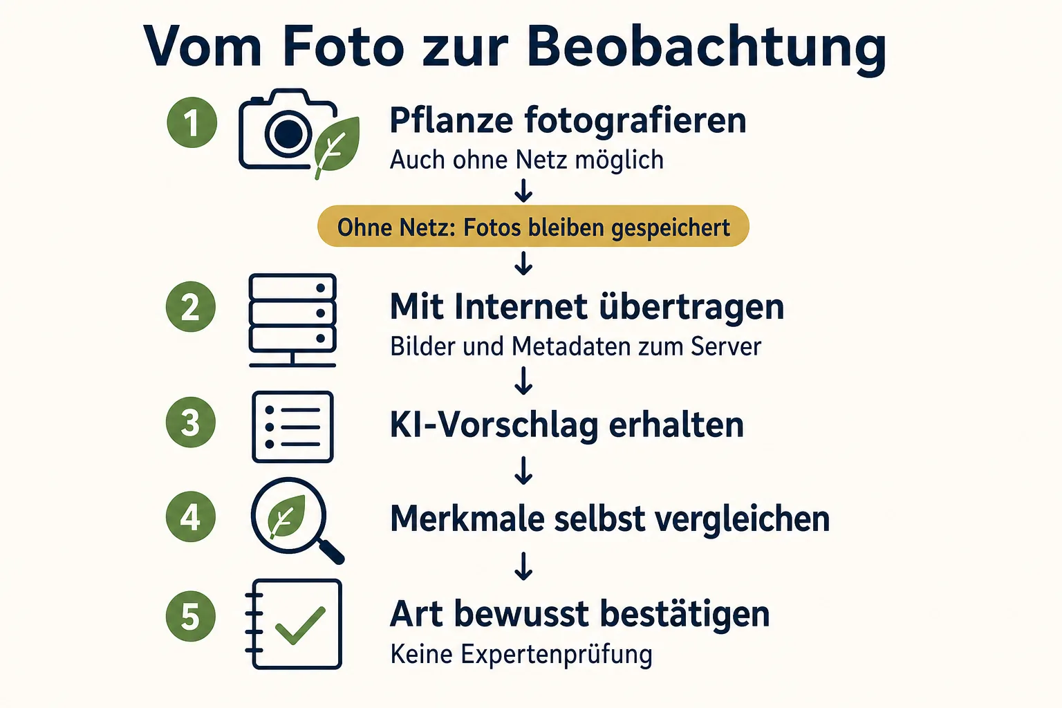 KI-Schema: Pflanze fotografieren, offline speichern, später mit Internet an den Server übertragen, KI-Vorschlag erhalten, Merkmale vergleichen und Art bestätigen.