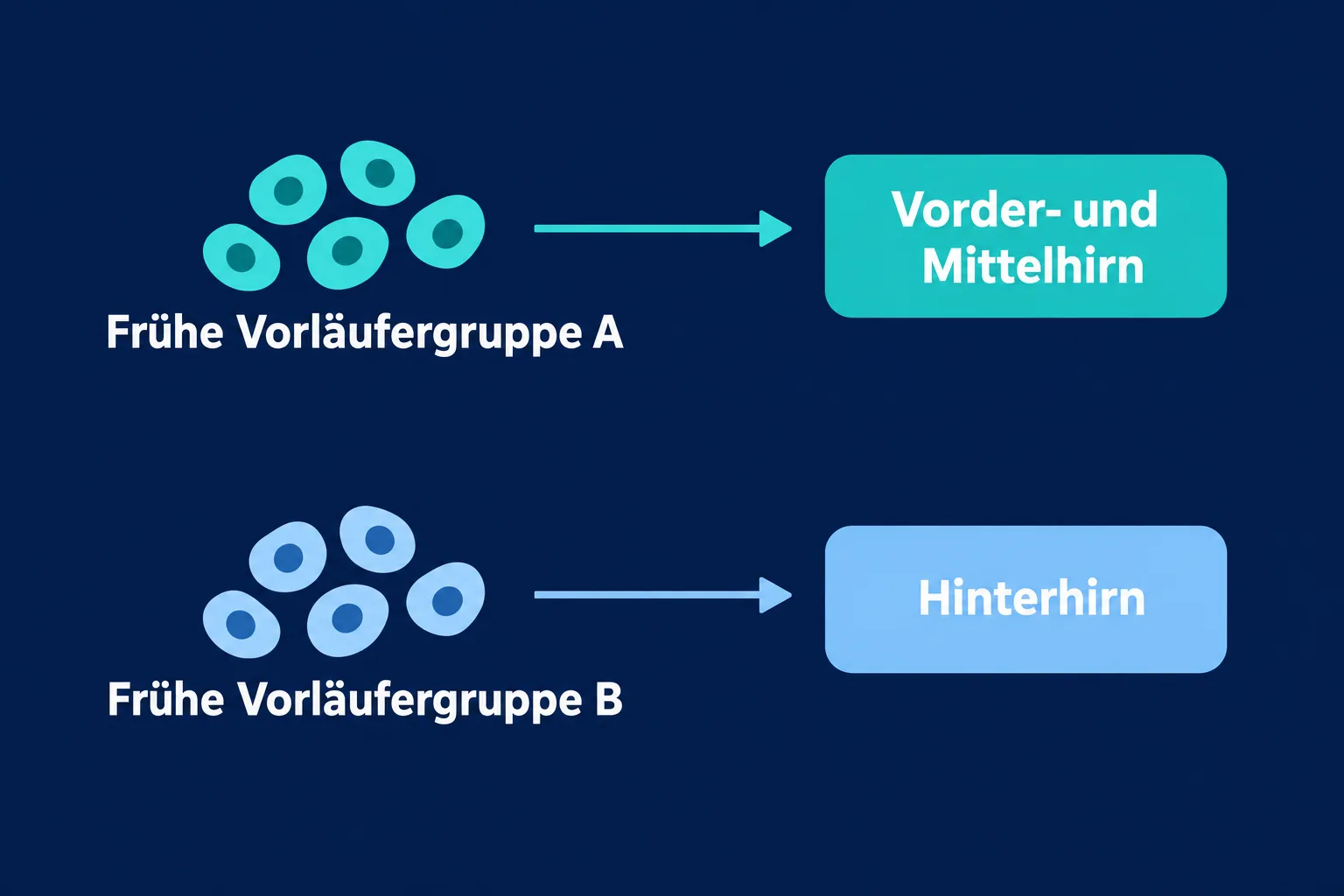 Zwei parallele Reihen zeigen unterschiedliche frühe Vorläufergruppen und ihre Ziele: Vorder- und Mittelhirn sowie Hinterhirn.