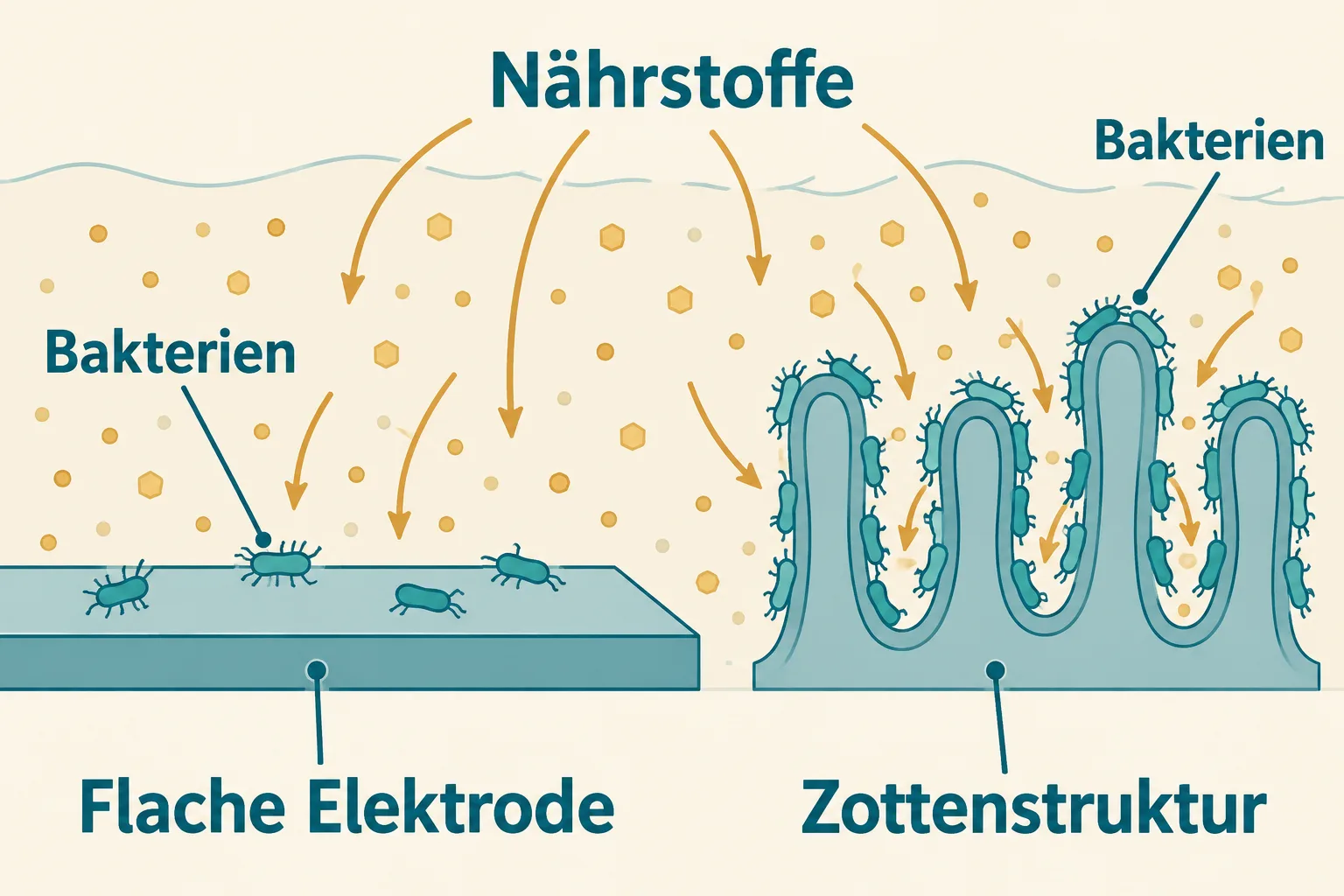Flache und zottenförmige Elektrode mit eingezeichnetem Nährstofftransport.