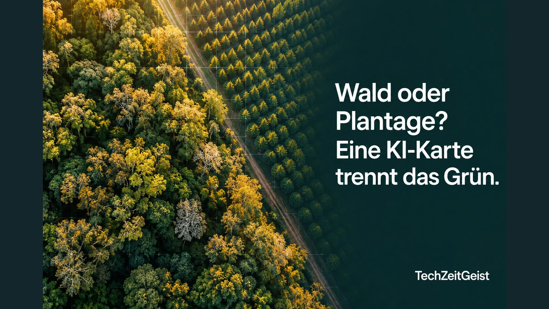 Editorialmotiv mit Wald, Baumreihen und der Überschrift Wald oder Plantage? Eine KI-Karte trennt das Grün.