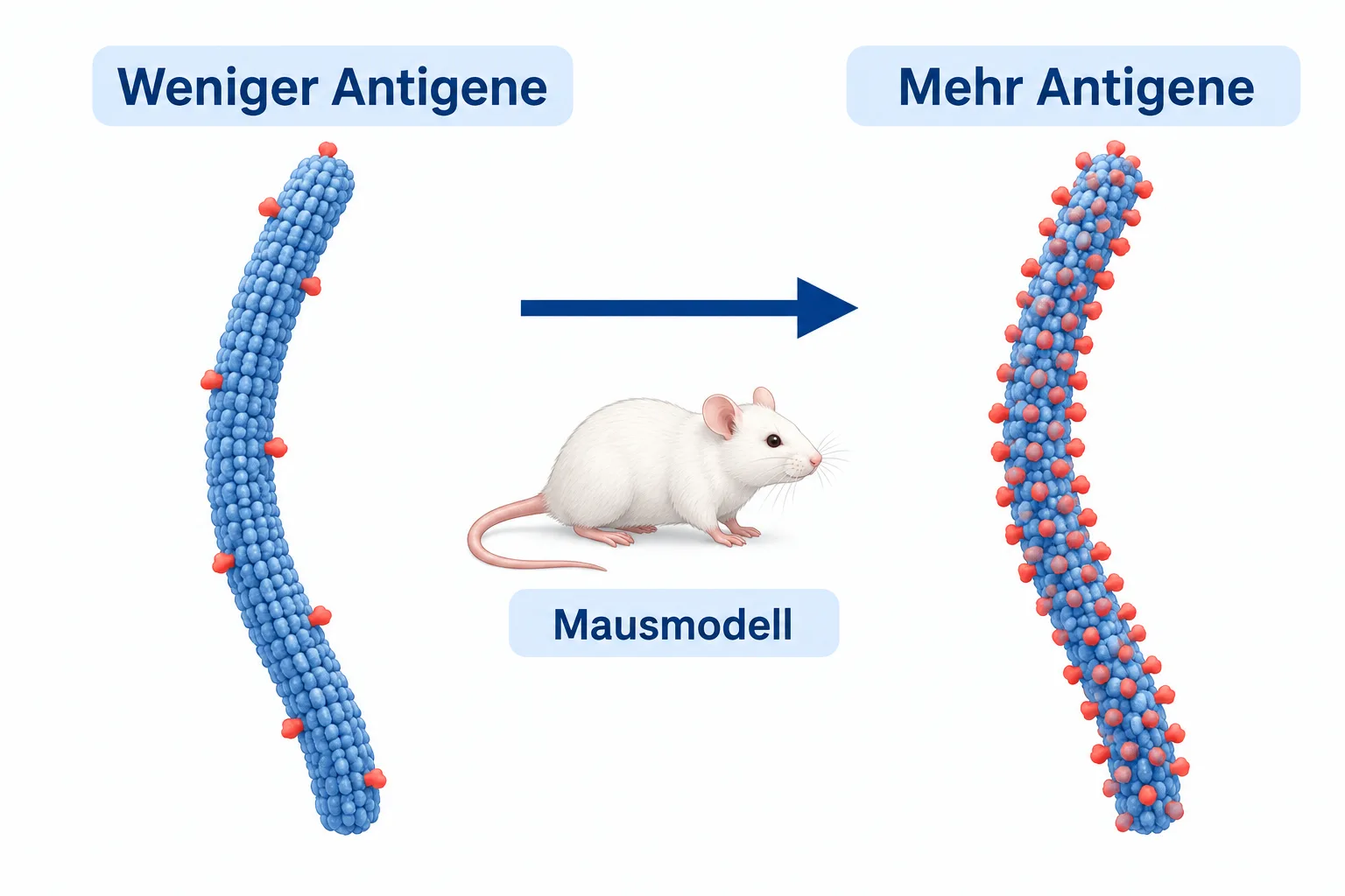 Schematischer Vergleich von Nanofasern mit wenigen und vielen Antigenen im Mausmodell